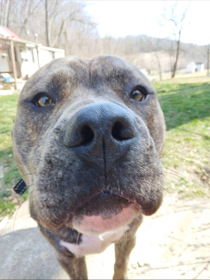 Mister joined the competition — help win amazing prizes! carnivore, cloud, companion_dog, dog, dog_breed, fawn, non_sporting_group, sky, snout, sporting_group, terrestrial_animal, tree, whiskers, working_animal