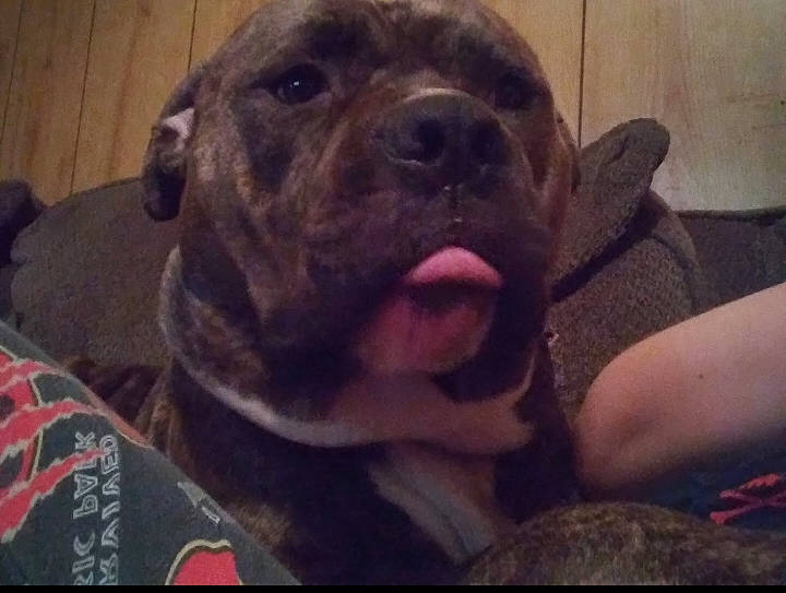 Mister joined the competition — help win amazing prizes! canidae, carnivore, cloud, comfort, companion_dog, dog, dog_breed, fawn, fur, guard_dog, liver, non_sporting_group, selfie, sporting_group, terrestrial_animal, whiskers, working_animal, wrinkle