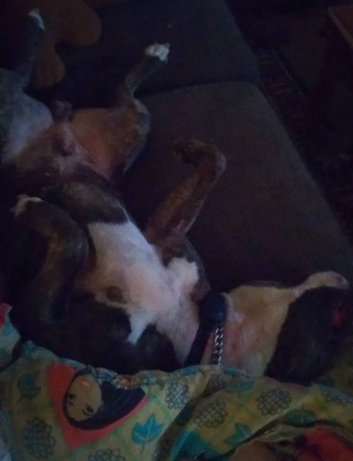 Mister joined the competition — help win amazing prizes! beagle, canidae, carnivore, cloud, comfort, companion_dog, dog, dog_breed, fawn, fur, nap, non_sporting_group, paw, puppy_love, sky, snout, sporting_group, square, tail, working_animal