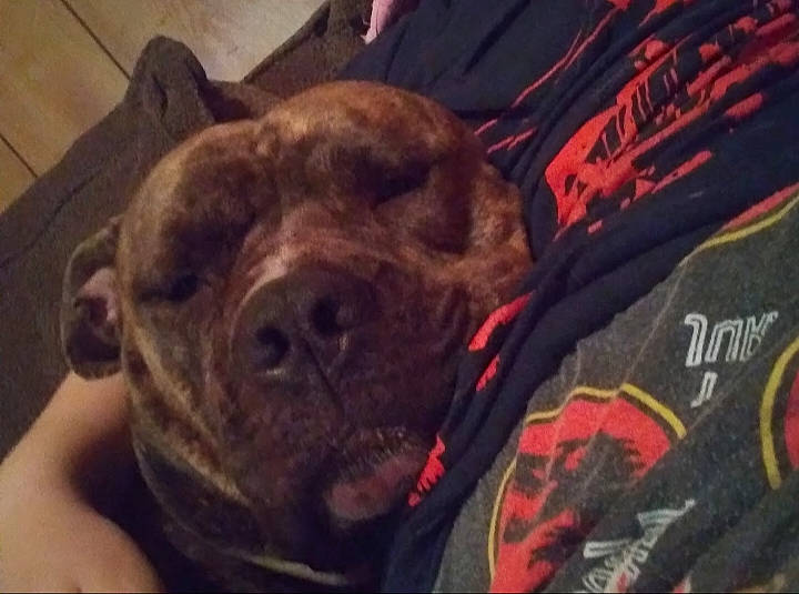 Mister joined the competition — help win amazing prizes! canidae, carmine, carnivore, cloud, companion_dog, dog, dog_breed, dog_collar, fawn, fur, jaw, liver, metal, selfie, snout, sporting_group, terrestrial_animal, whiskers, working_animal, wrinkle