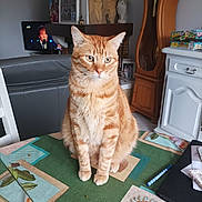 Sacha participe au concours pour gagner de l'argent avec cette photo : calm, cat, chair, clock, domestic_cat, furniture, home_decor, indoor, living_room, orange_tabby, papers, pen, pet, photo_frame, plant_pattern, portrait, sitting, table, tablecloth, television