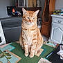 calm, cat, chair, clock, domestic_cat, furniture, home_decor, indoor, living_room, orange_tabby, papers, pen, pet, photo_frame, plant_pattern, portrait, sitting, table, tablecloth, television