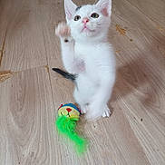 Sasha a rejoint le concours — aidez-le/la à gagner de superbes lots ! kitten, cat, white_cat, black_tail, toy, feather_toy, wooden_floor, indoor, pet, playful, young_cat, paw, cute, small, animal, domestic_cat, feline, standing, looking_up, floor