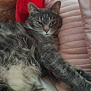 Lily joined the competition — help win amazing prizes! cat, gray_cat, tabby, feline, pet, sleeping, resting, pillow, bed, stuffed_toy, teddy_bear, plush, indoor, fur, whiskers, relaxed, cozy, soft, cute, animal