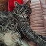 cat, gray_cat, tabby, feline, pet, sleeping, resting, pillow, bed, stuffed_toy, teddy_bear, plush, indoor, fur, whiskers, relaxed, cozy, soft, cute, animal