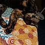 cat, tortoiseshell, pet, animal, quilt, floral_pattern, bed, resting, upside_down, feline, cozy, indoor, paw, fur, sleepy, cute, domestic_animal, relaxed, soft, comfort
