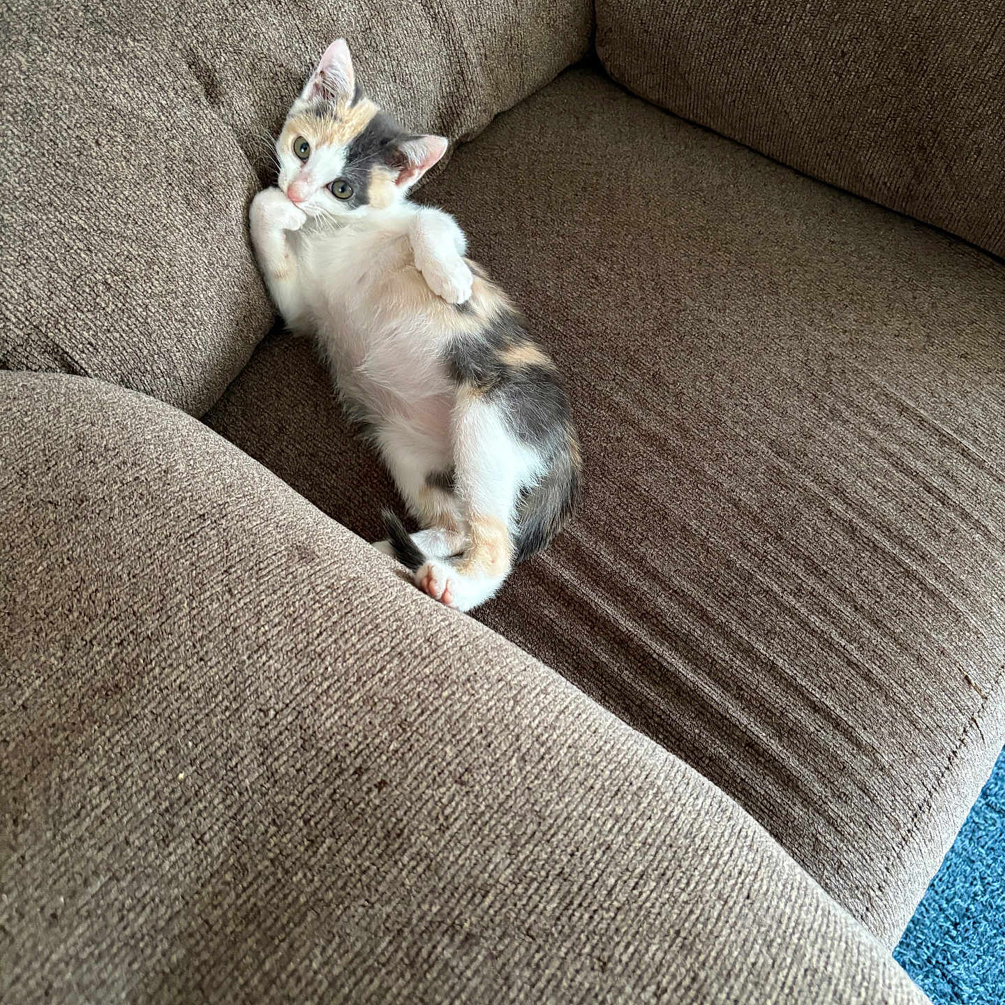 Lola joined the competition — help win amazing prizes! calico, cat, couch, cozy, cute, domestic_cat, fur, furniture, home, indoor, kitten, lying_down, mammal, paw, pet, relaxed, resting, small_animal, whiskers, young