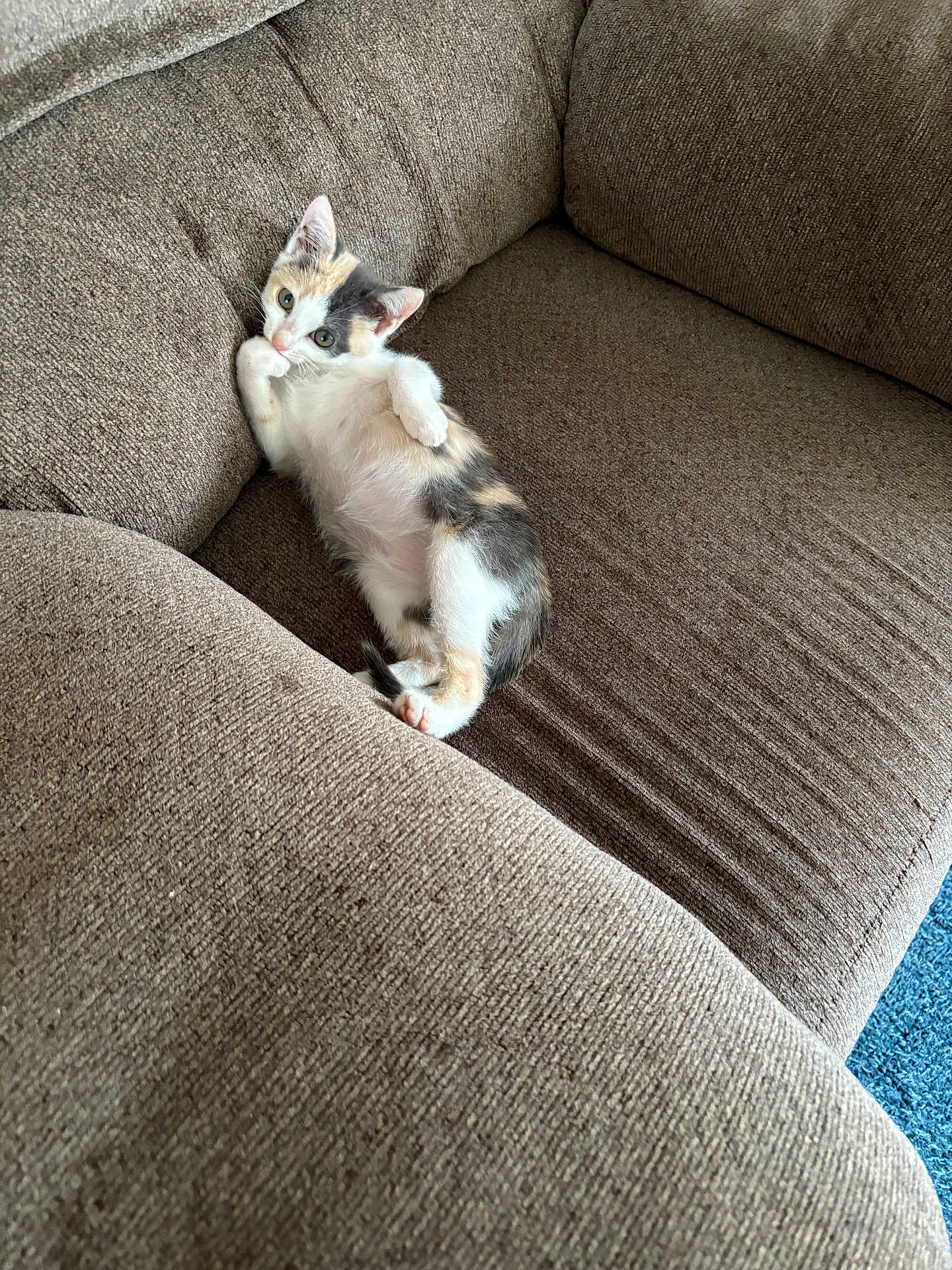 Lola joined the competition — help win amazing prizes! kitten, cat, calico, couch, furniture, indoor, pet, relaxed, fur, small_animal, cute, resting, cozy, whiskers, paw, young, domestic_cat, mammal, lying_down, home