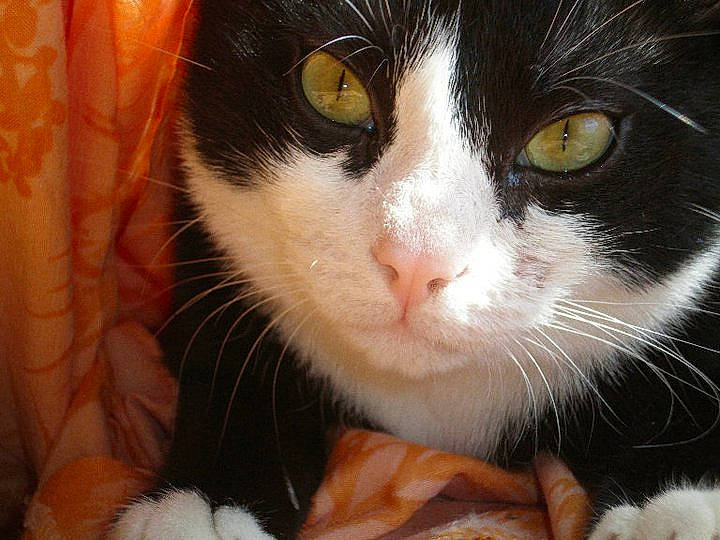 Grefier participe au concours pour gagner de l'argent avec cette photo : black, carnivore, cat, close_up, domestic_short_haired_cat, fawn, felidae, fur, iris, orange, peach, pet_supply, photography, small_to_medium_sized_cats, snout, terrestrial_animal, vertebrate, whiskers, yellow