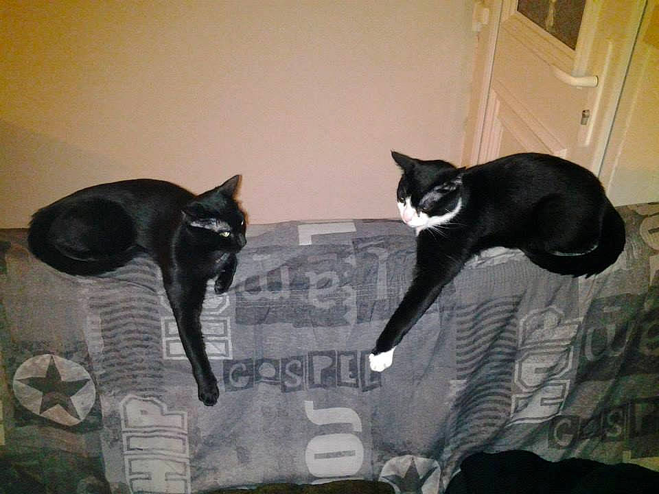 Grefier a rejoint le concours — aidez-le/la à gagner de superbes lots ! black, black_cat, carnivore, cat, comfort, door, felidae, fur, mammal, organism, pet_supply, small_to_medium_sized_cats, snout, tail, terrestrial_animal, vertebrate, whiskers