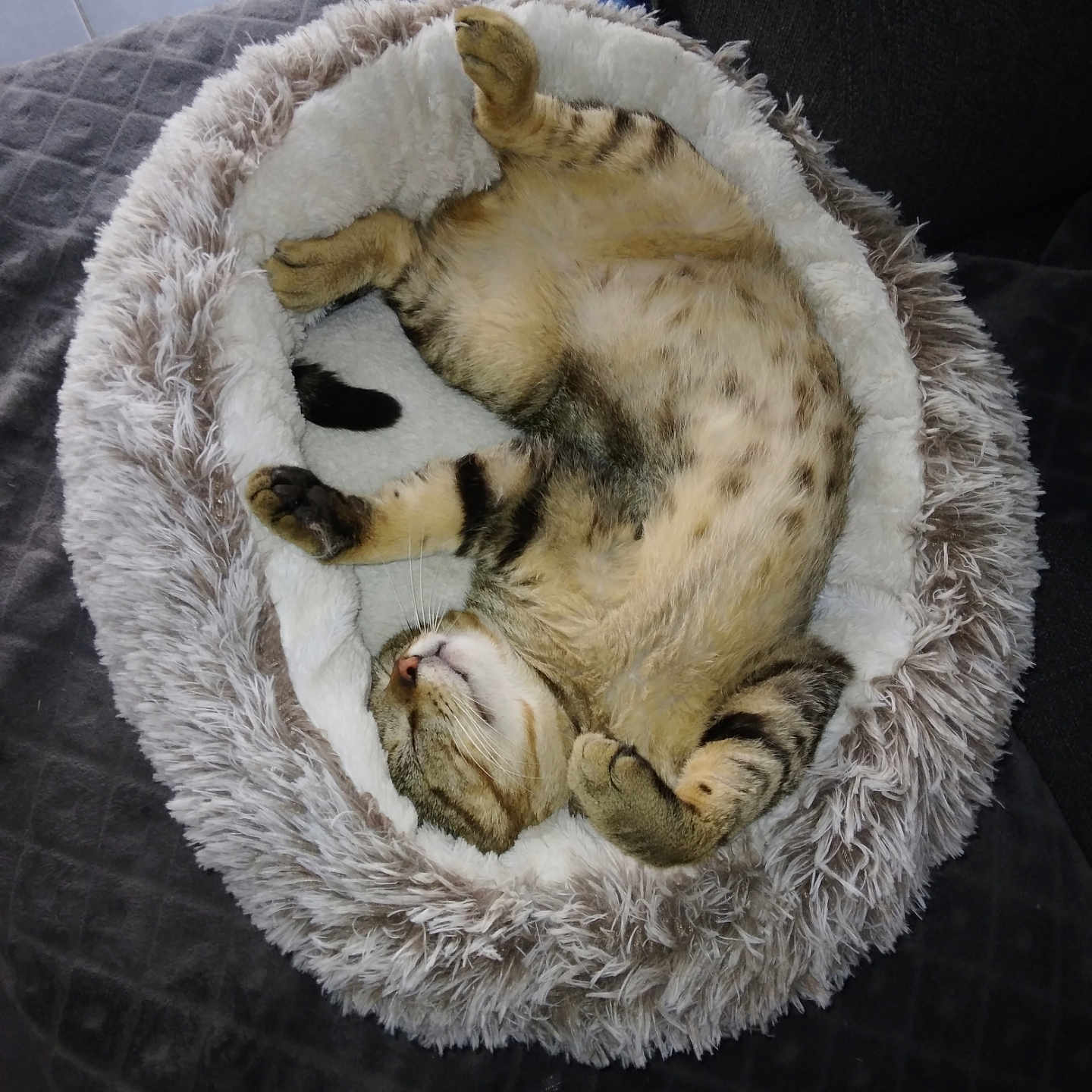 Mimi participe au concours pour gagner de l'argent avec cette photo : abyssinian, animal, basket, bed, blanket, canine, cat, couch, cradle, cushion, dog, dogbed, egyptiancat, furniture, homedecor, kitten, manx, person, pet, sleeping