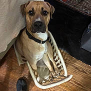 Mr Mj is registered to the contest to win money with this photo: dog, laundry_basket, floor, wooden_floor, collar, pet, indoor, footwear, slipper, brown_dog, looking_up, household, clutter, domestic, animal, pet_basket, closeup, flooring, sitting, curious