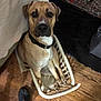 dog, laundry_basket, floor, wooden_floor, collar, pet, indoor, footwear, slipper, brown_dog, looking_up, household, clutter, domestic, animal, pet_basket, closeup, flooring, sitting, curious