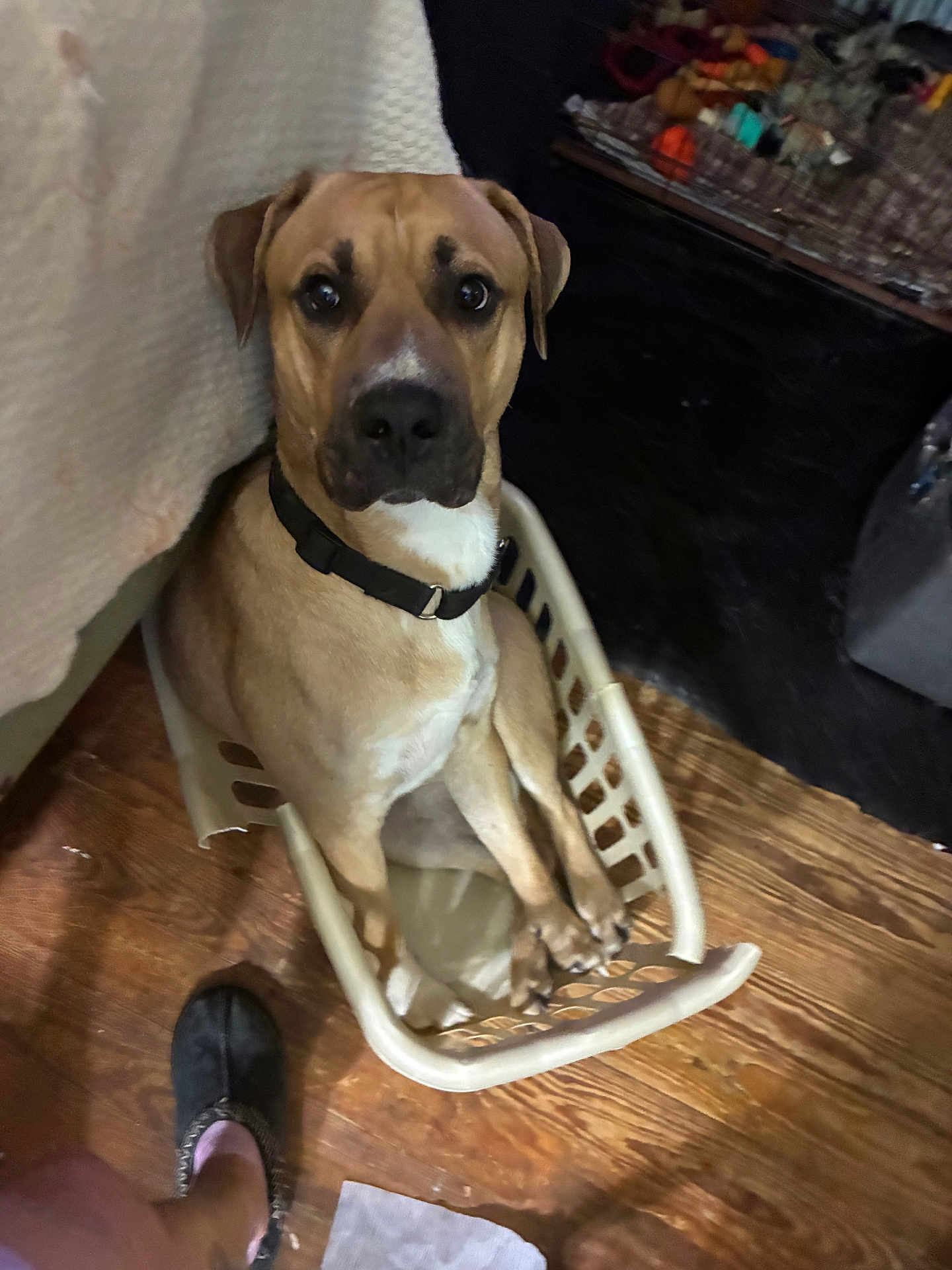 Mr Mj is registered to the contest to win money with this photo: dog, laundry_basket, floor, wooden_floor, collar, pet, indoor, footwear, slipper, brown_dog, looking_up, household, clutter, domestic, animal, pet_basket, closeup, flooring, sitting, curious