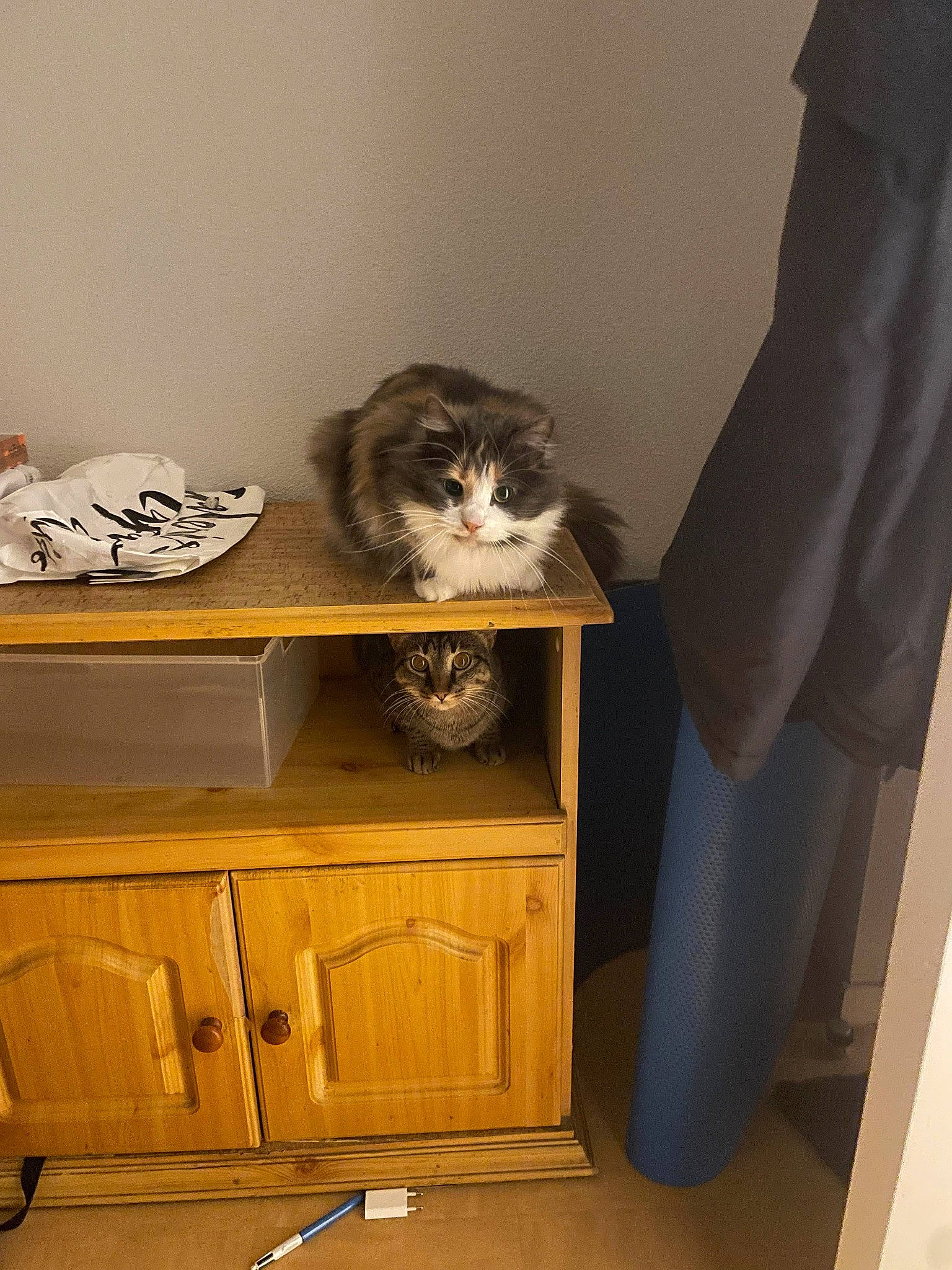 Patchouli participe au concours pour gagner de l'argent avec cette photo : blazer, cabinetry, carnivore, cat, comfort, cupboard, drawer, dresser, felidae, flooring, grey, hardwood, nightstand, shelf, shelving, small_to_medium_sized_cats, table, tableware, whiskers, wood