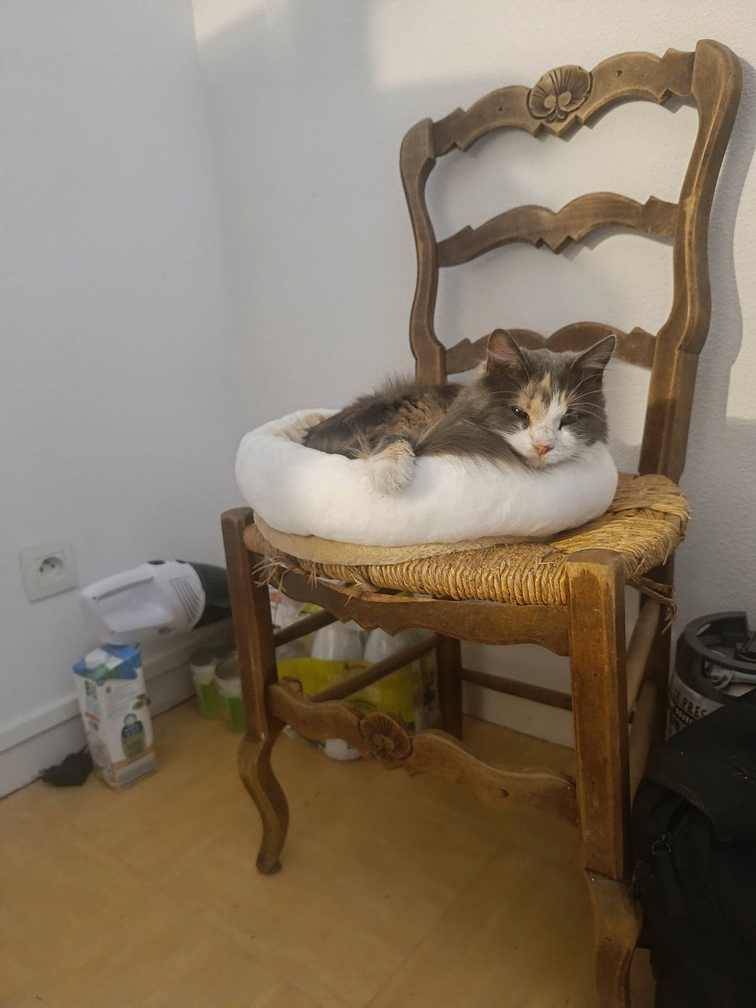 Patchouli participe au concours pour gagner de l'argent avec cette photo : carnivore, cat, cat_supply, chair, comfort, fawn, felidae, flooring, fur, furniture, hardwood, luggage_and_bags, pet_supply, room, sitting, small_to_medium_sized_cats, tail, whiskers, wood