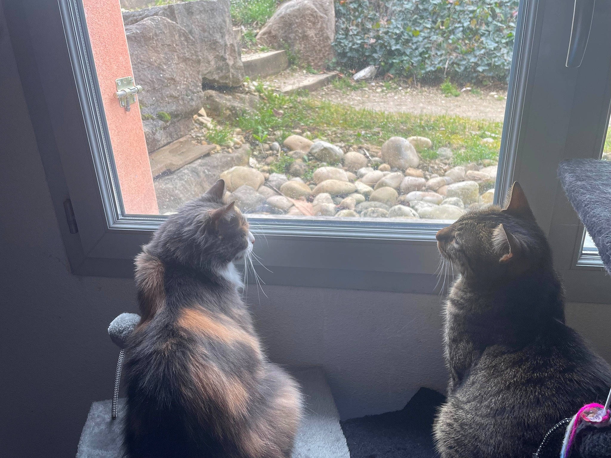 Patchouli participe au concours pour gagner de l'argent avec cette photo : black_cat, carnivore, cat, comfort, domestic_short_haired_cat, felidae, fur, grey, light, mammal, plant, small_to_medium_sized_cats, snout, tail, tree, vertebrate, whiskers, wildlife, window, wood