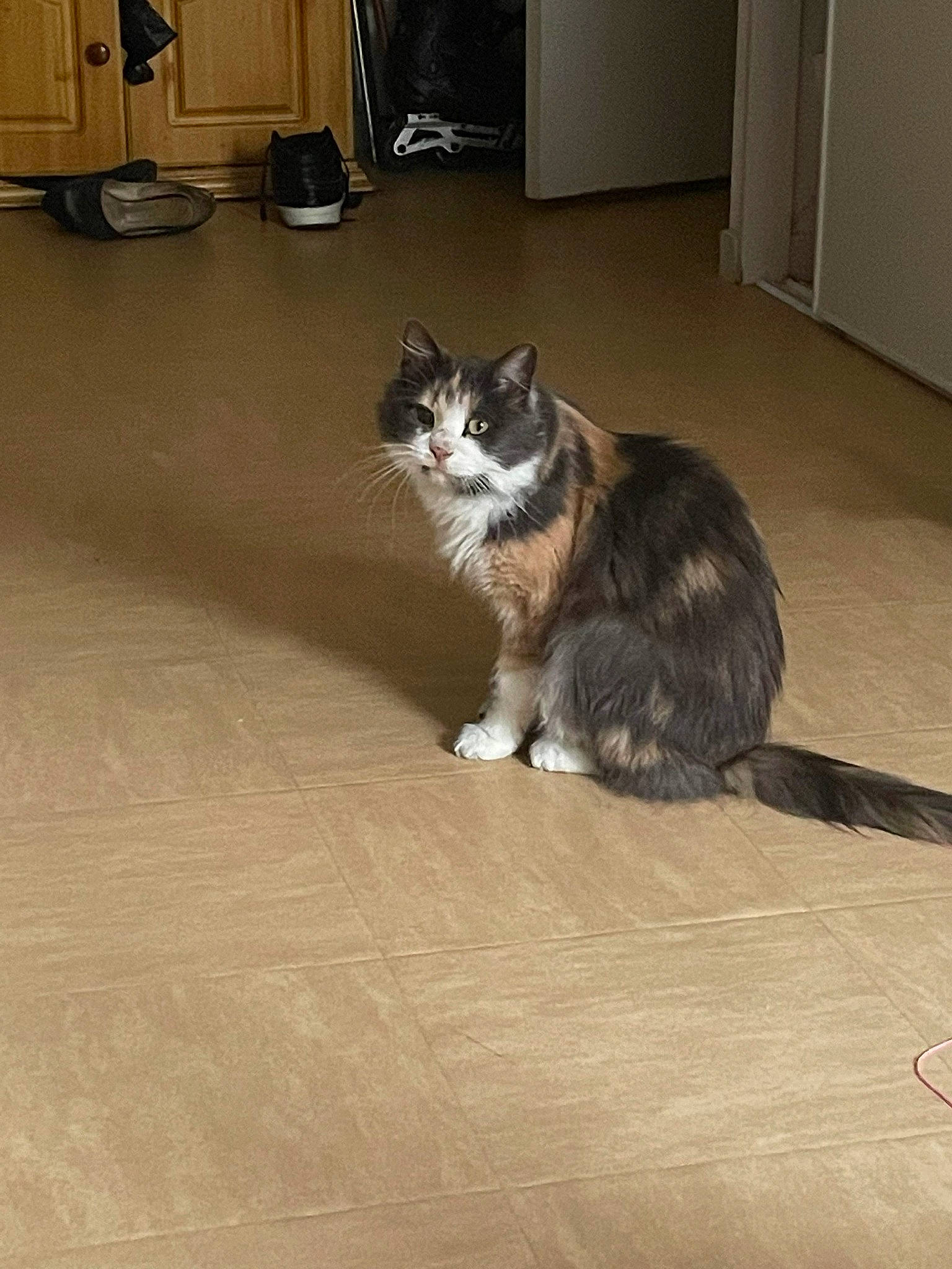 Patchouli participe au concours pour gagner de l'argent avec cette photo : carnivore, cat, comfort, domestic_short_haired_cat, door, felidae, floor, flooring, fur, grey, hardwood, laminate_flooring, paw, room, small_to_medium_sized_cats, tail, terrestrial_animal, whiskers, wood, wood_flooring