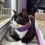 Graham joined the competition — help win amazing prizes! cat, black_and_white_cat, knitted_collar, indoor, window, rug, toy, red_ball, looking_outside, relaxed, pet, feline, whiskers, paws, curious, cozy, home, animal, resting, domestic