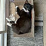 Graham is registered to the contest to win money with this photo: cat, black_and_white, lounging, cardboard_scratch_pad, indoor, carpet, patterned_rug, relaxed, pet, fur, whiskers, paws, window, natural_light, home_interior, scratching_post, feline, looking_up, cozy, resting