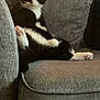 cat, tuxedo_cat, black_and_white, pet, feline, couch, gray_couch, indoor, relaxed, sitting, whiskers, paws, curious, household, cozy, cushions, furniture, animal, domestic_cat, living_room