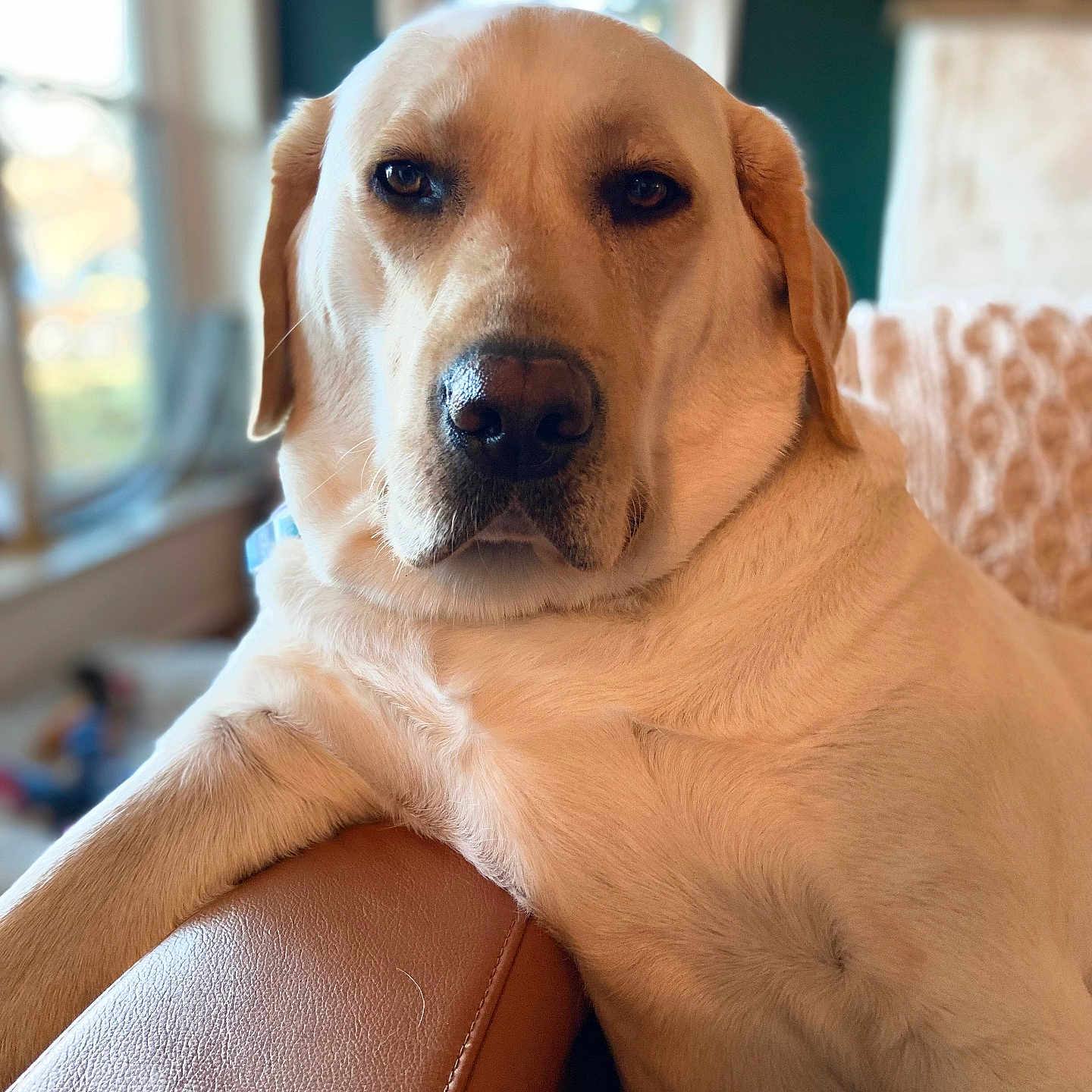 Georgia is registered to the contest to win money with this photo: animal, armrest, canine, closeup, daylight, dog, domestic_animal, fur, furniture, home, indoor, labrador, leather, mammal, pet, portrait, relaxed, resting, window, yellow_labrador