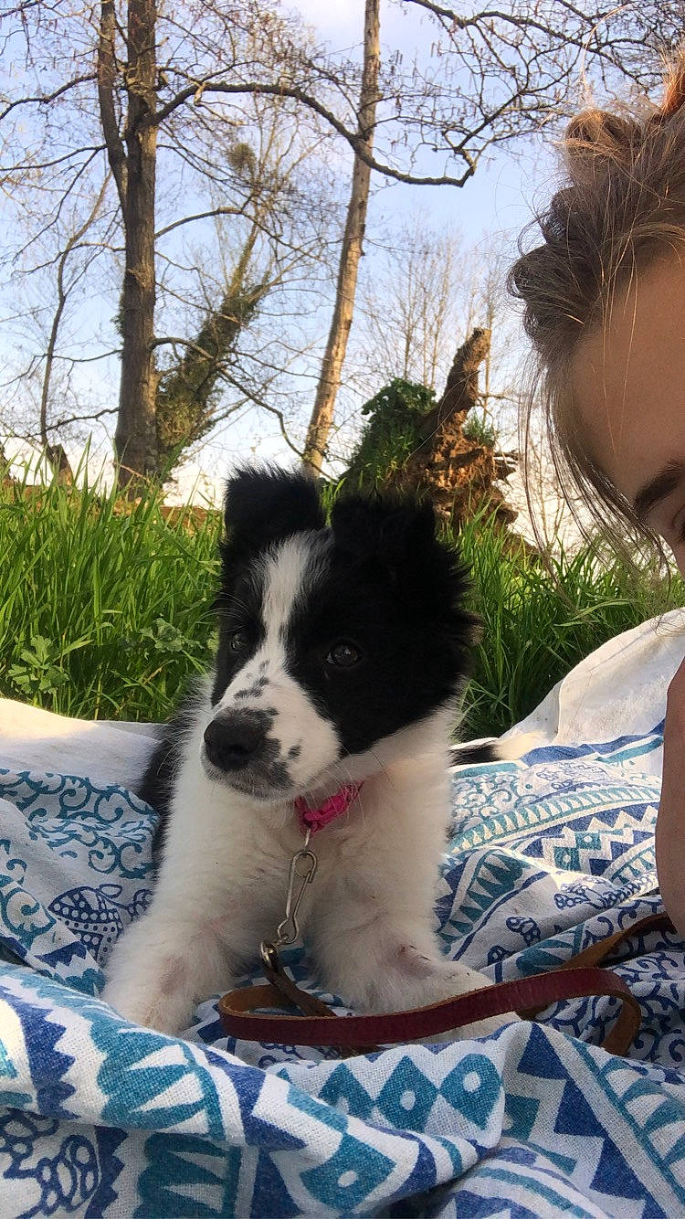 Asia a rejoint le concours — aidez-le/la à gagner de superbes lots ! border_collie, bucovina_shepherd_dog, canidae, carnivore, companion_dog, dog, dog_breed, karakachan_dog, landseer, mammal, mucuchies, puppy, pyrenean_mastiff, rare_breed_dog, sporting_group, stabyhoun, tornjak, vertebrate