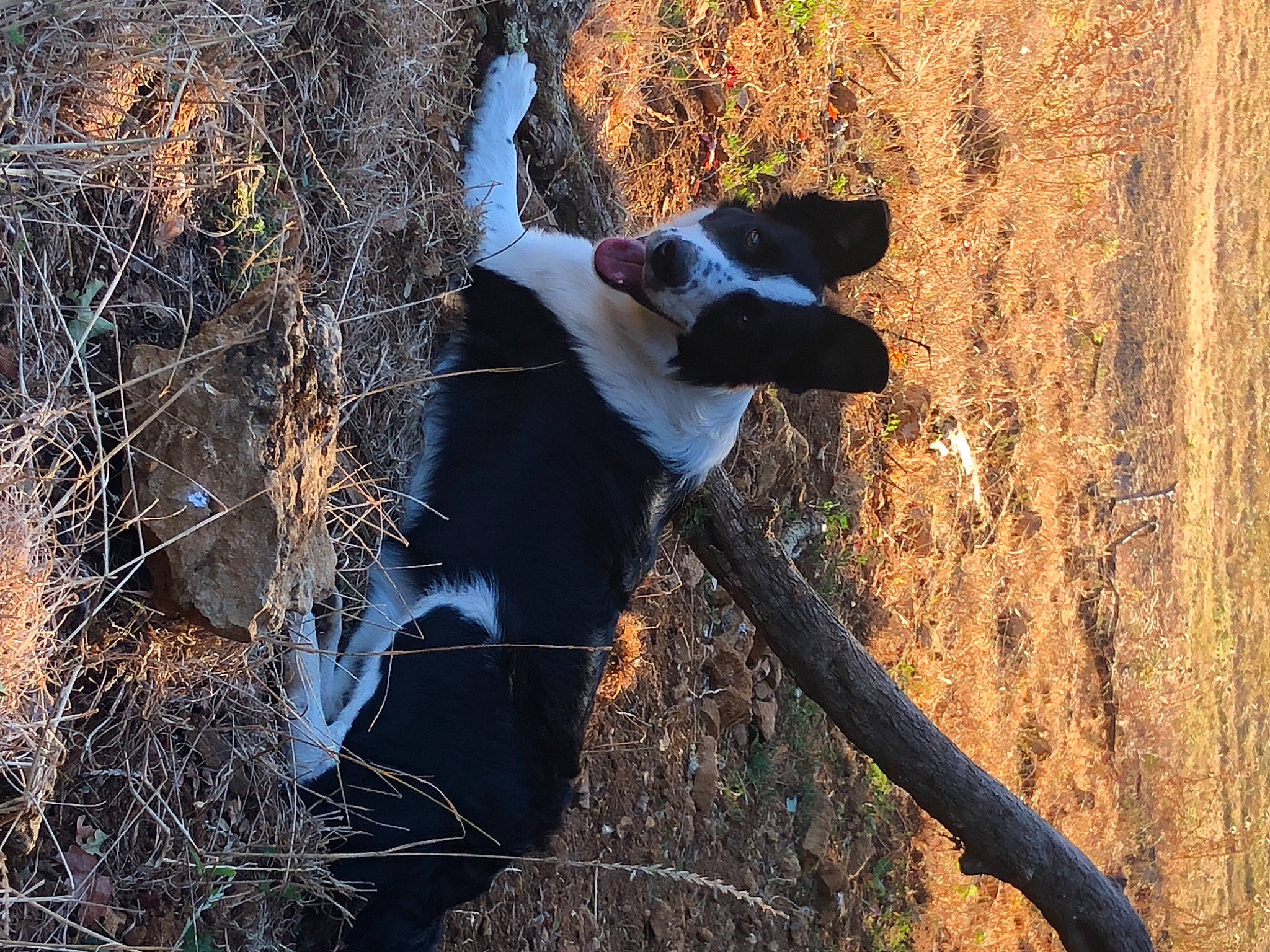 Asia a rejoint le concours — aidez-le/la à gagner de superbes lots ! branch, canidae, carnivore, dog_breed, field_trial, hunting_dog, sporting_group, tree