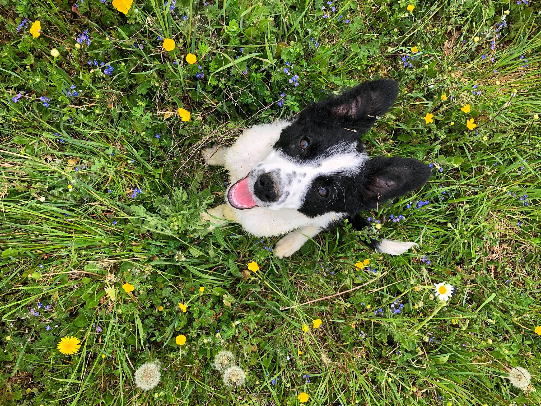 Asia a rejoint le concours — aidez-le/la à gagner de superbes lots ! border_collie, canidae, carnivore, dog, dog_breed, flower, grass, grass_family, mammal, mcnab, meadow, plant, puppy, sporting_group, stabyhoun, welsh_sheepdog