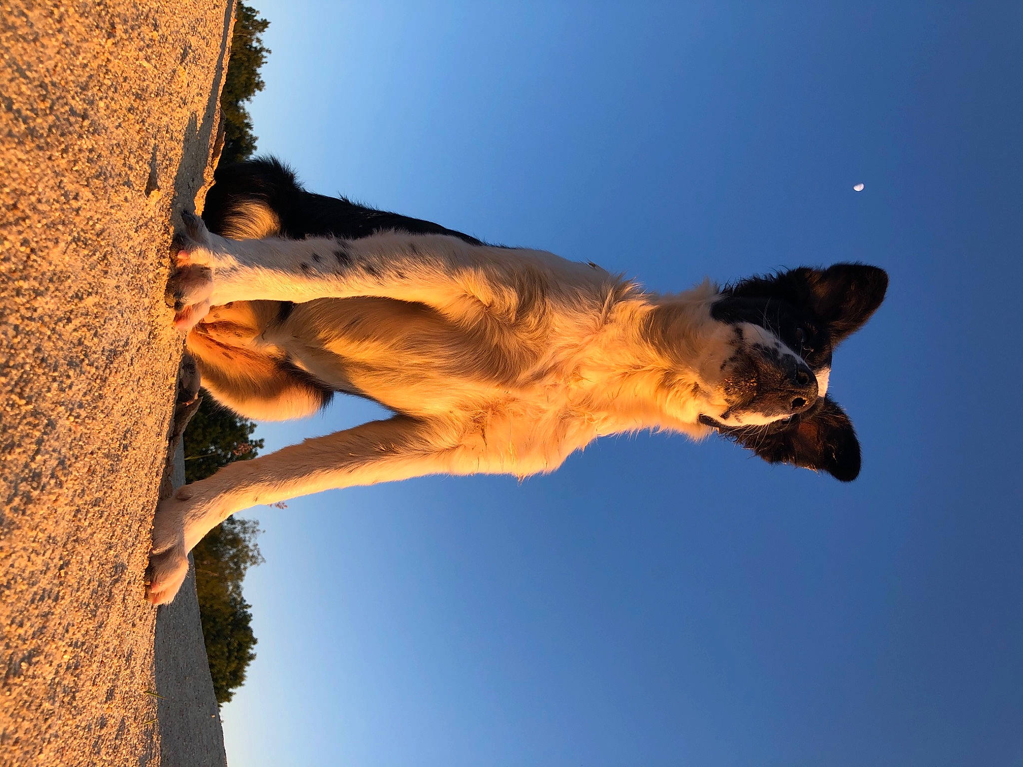 Asia participe au concours pour gagner de l'argent avec cette photo : adventure, canidae, fawn, sky