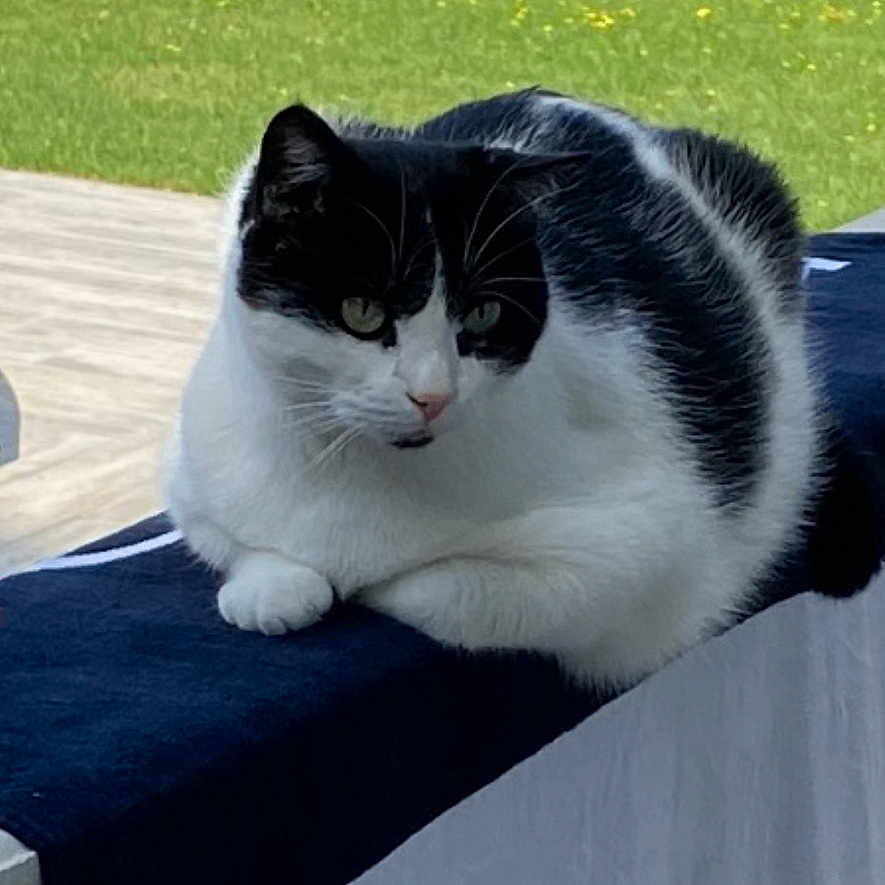 Glouton a rejoint le concours — aidez-le/la à gagner de superbes lots ! animal, black_and_white, cat, curious, daylight, ears, feline, fur, grass, lawn, nature, outdoor, paws, pet, quiet, railing, relaxed, resting, tablecloth, whiskers