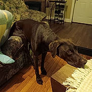 Koko is registered to the contest to win money with this photo: brown_dog, coffee_table, couch, cozy, curtains, dog, door, flooring, floral_pattern, fringed_cloth, furniture, home_interior, labrador, living_room, person, pet, shelf, socks, wood, wooden_floor