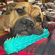 Layla joined the competition — help win amazing prizes! animal_portrait, bedroom, blanket, brown_fur, chew_toy, close_up, collar, cute, dog, eyes, indoor, muzzle, nose, pet, plaid, portrait, relaxed, snout, turquoise_toy, whiskers