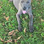 Nibbles is registered to the contest to win money with this photo: dog, grass, outdoor, tongue_out, happy, pet, animal, nature, playful, summer, laying_down, ears, brown_leaves, canine, greenery, collar, tongue, relaxed, daylight, fun