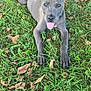 dog, grass, outdoor, tongue_out, happy, pet, animal, nature, playful, summer, laying_down, ears, brown_leaves, canine, greenery, collar, tongue, relaxed, daylight, fun