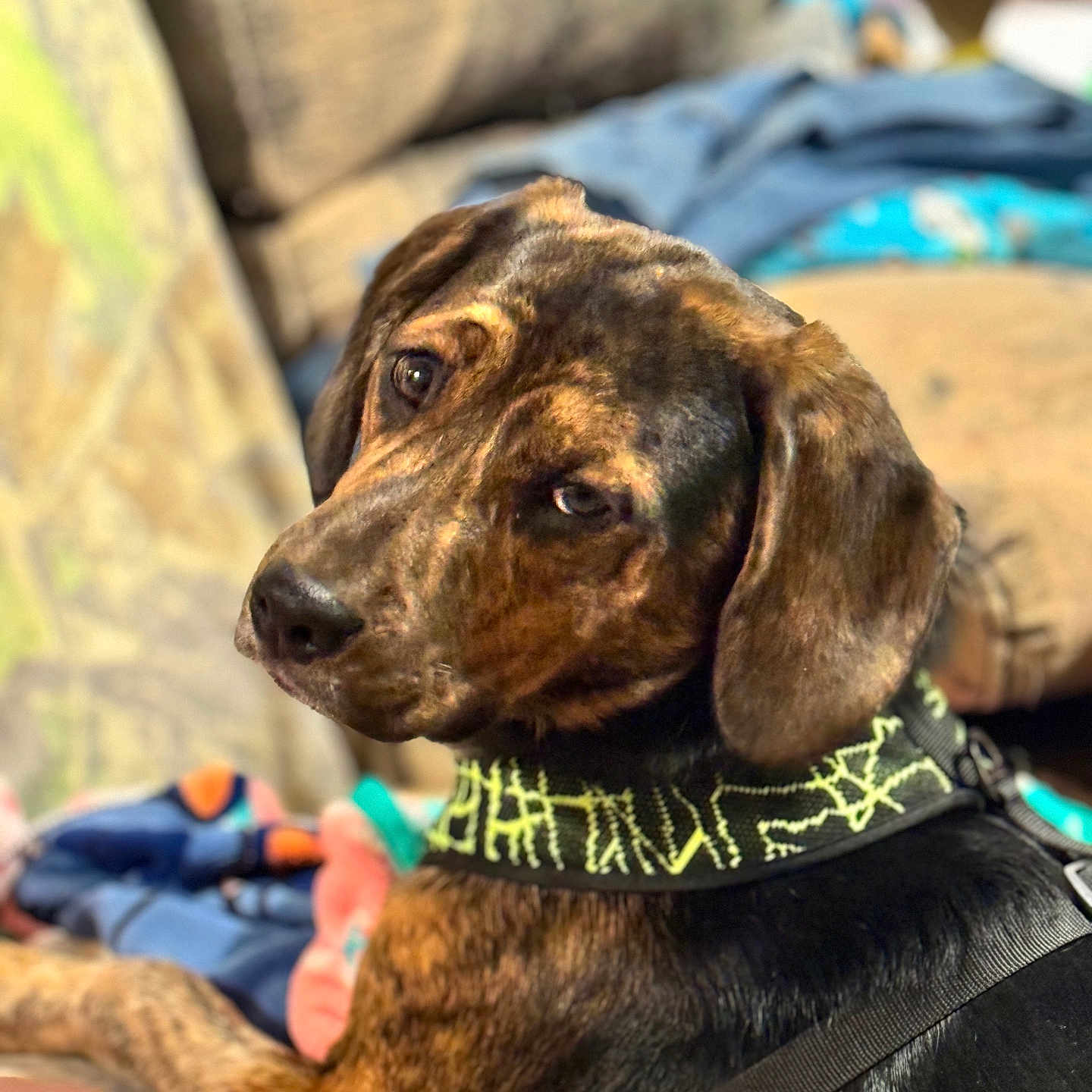 Chase is registered to the contest to win money with this photo: accessories, animal, beagle, boy, canine, child, collar, couch, cushion, dog, furniture, homedecor, hound, labradorretriever, male, person, pet, pointer, puppy, strap