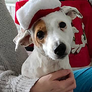 Jenny a rejoint le concours — aidez-le/la à gagner de superbes lots ! dog, santa_hat, christmas_decorations, holiday, festive, person, hand, knitwear, cozy, indoor, decorative_balls, red, white, green, brown, cute, pet, animal, celebration, seasonal