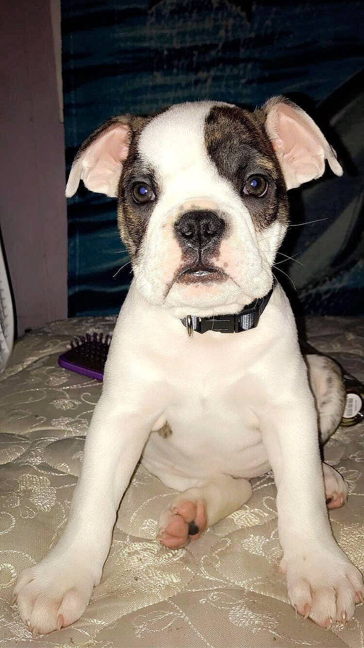 Jax is registered to the contest to win money with this photo: american_bulldog, australian_bulldog, bulldog, canidae, carnivore, companion_dog, dog, dog_breed, dorset_olde_tyme_bulldogge, fawn, french_bulldog, mammal, non_sporting_group, puppy, rare_breed_dog, snout, sporting_group, toy_bulldog, valley_bulldog, vertebrate