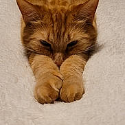 S'More joined the competition — help win amazing prizes! cat, orange_tabby, paws, fluffy_blanket, stretching, feline, pet, cozy, relaxed, indoor, cute, sleepy, fur, whiskers, animal, mammal, closeup, soft_texture, resting, domestic_cat