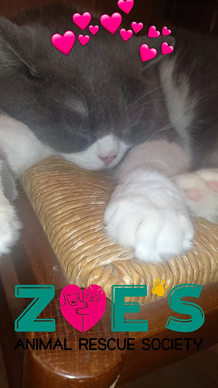 Zeus a rejoint le concours — aidez-le/la à gagner de superbes lots ! carmine, carnivore, cat, cat_supply, comfort, domestic_short_haired_cat, felidae, font, fur, linens, mammal, paw, photo_caption, publication, small_to_medium_sized_cats, tail, textile, vertebrate, whiskers, wool