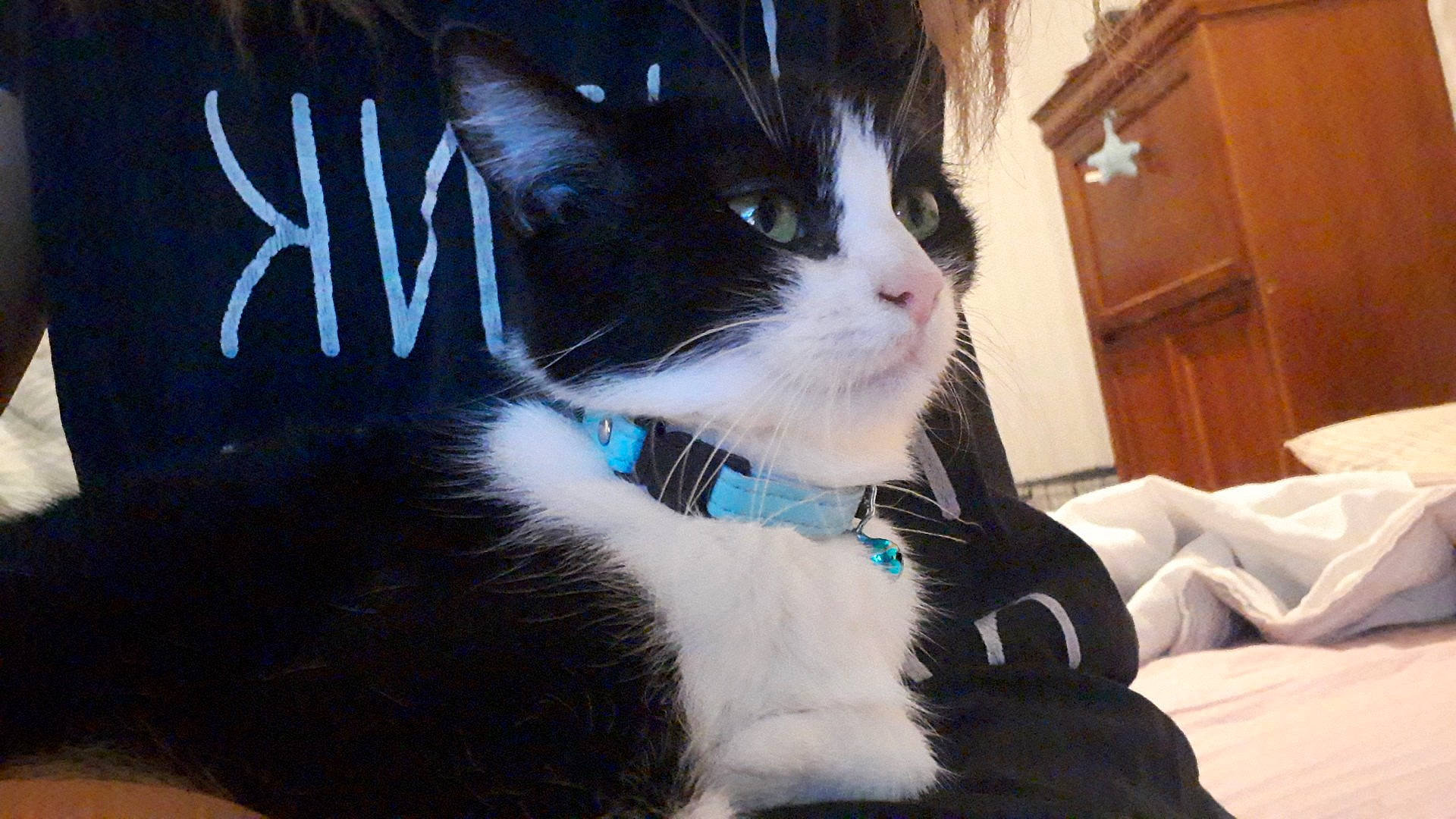 Diablesse a rejoint le concours — aidez-le/la à gagner de superbes lots ! aegean_cat, black_hair, carnivore, cat, domestic_short_haired_cat, felidae, fur, kitten, photo_caption, polydactyl_cat, small_to_medium_sized_cats, snout, tail, whiskers