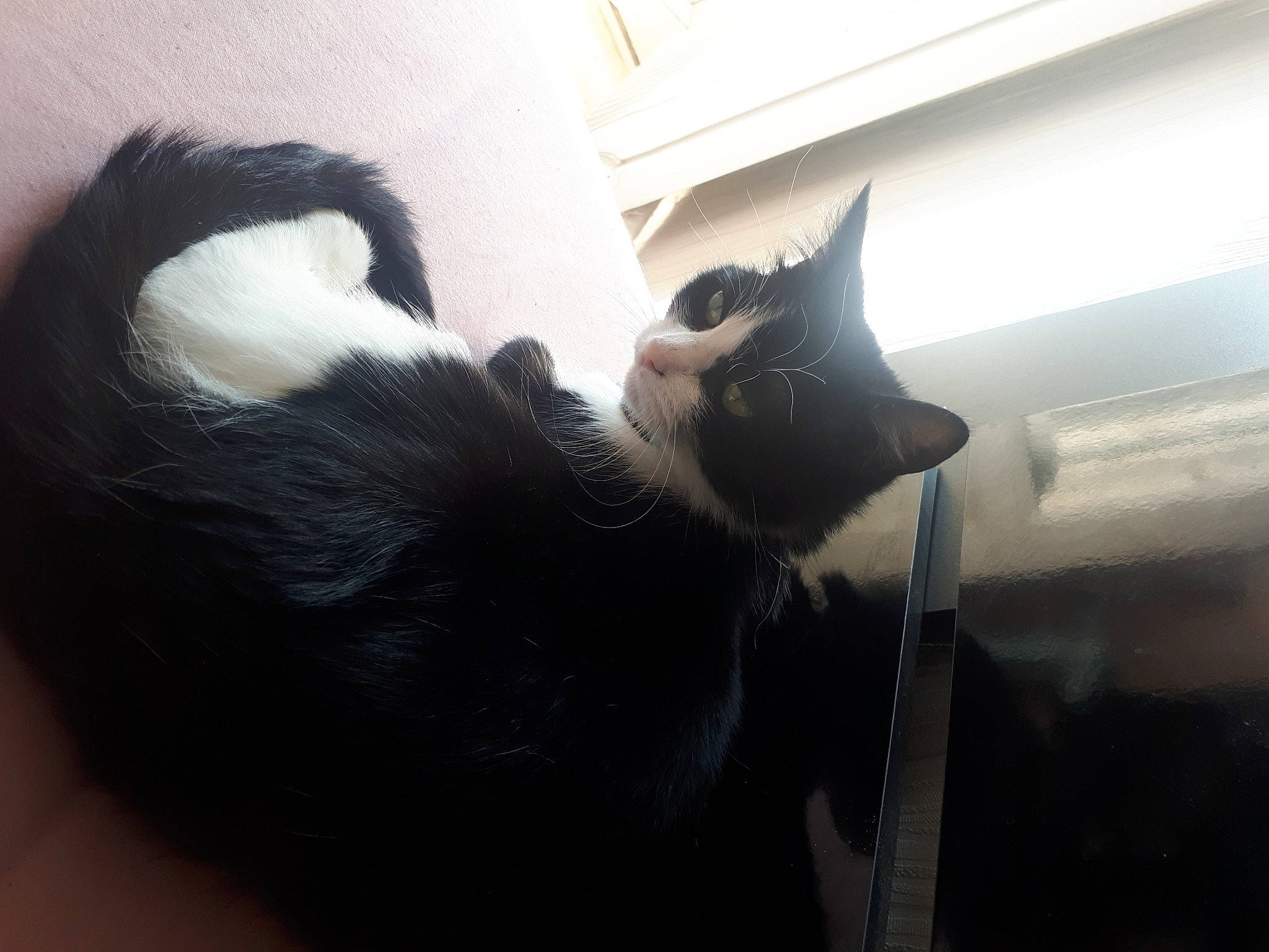 Diablesse participe au concours pour gagner de l'argent avec cette photo : black_and_white, black_cat, carnivore, cat, ear, eye, felidae, fur, goat, goats, nose, small_to_medium_sized_cats, snout, tail, whiskers