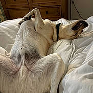 Bentley is registered to the contest to win money with this photo: dog, bed, white_bedspread, wooden_dresser, relaxed, lying_down, pet, indoor, furniture, collar, canine, fur, sleepy, paw, mouth_open, resting, comfort, home, animal, light