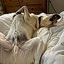 dog, bed, white_bedspread, wooden_dresser, relaxed, lying_down, pet, indoor, furniture, collar, canine, fur, sleepy, paw, mouth_open, resting, comfort, home, animal, light
