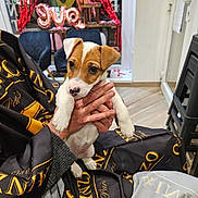 Anel participe au concours pour gagner de l'argent avec cette photo : puppy, dog, pet, cute, small_dog, hand, person, indoor, curtain, balloon, love, red, black_clothing, gold_pattern, floor, chair, window, grooming_cape, nose, animal