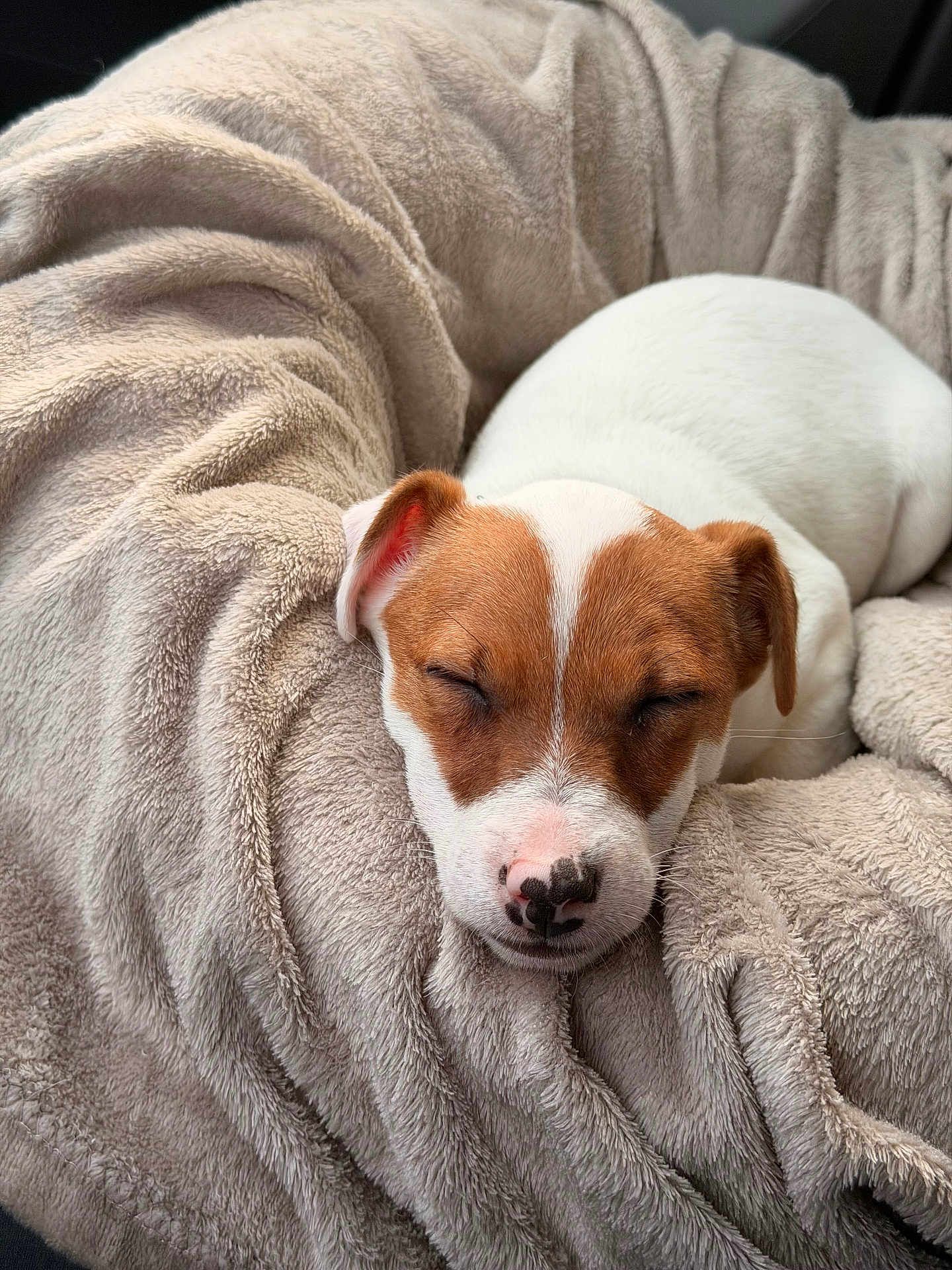 Anel a rejoint le concours — aidez-le/la à gagner de superbes lots ! puppy, dog, sleeping, blanket, cozy, brown_and_white, fur, pet, animal, cute, rest, soft, comfort, nap, indoors, adorable, face, snout, ears, relaxed