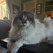 Carlos joined the competition — help win amazing prizes! cat, fluffy_cat, long_hair, gray_and_white, blue_eyes, pet, animal, feline, whiskers, ears, tail, fur, indoor, living_room, coffee_table, couch, home, portrait, relaxed, staring