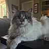 cat, fluffy_cat, long_hair, gray_and_white, blue_eyes, pet, animal, feline, whiskers, ears, tail, fur, indoor, living_room, coffee_table, couch, home, portrait, relaxed, staring