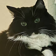 Speedy is registered to the contest to win money with this photo: cat, black_and_white, whiskers, green_eyes, fluffy, pet, animal, feline, closeup, portrait, indoor, curious, relaxed, fur, paw, resting, cute, domestic, mammal, face