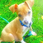 Tejano is registered to the contest to win money with this photo: puppy, dog, grass, blue_collar, leash, outdoor, pet, small_dog, sitting, cute, young_dog, animal, nature, green_grass, daylight, canine, playful, fur, ears, eyes